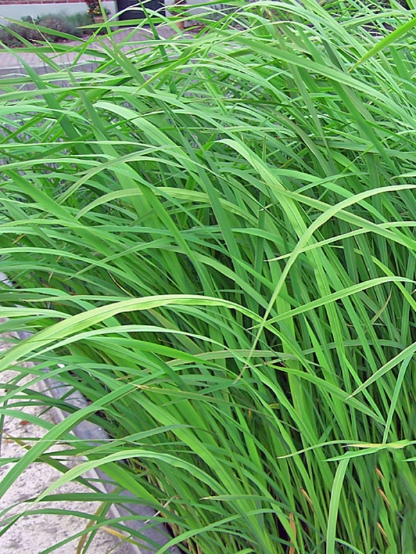 Zizania latifolia Wasserreis